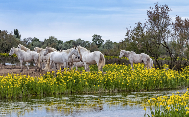 Camargue